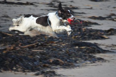 Working English Springer Spaniel Jumping clipart