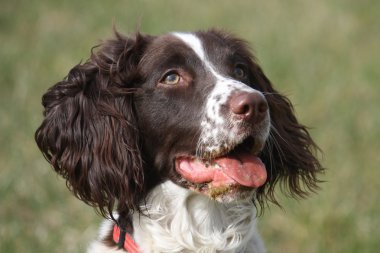 Working English Springer Spaniel clipart