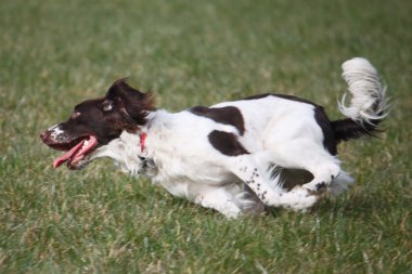 Working English Springer Spaniel Running clipart