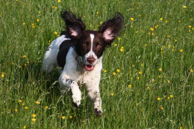 Working English Springer Spaniel Running clipart