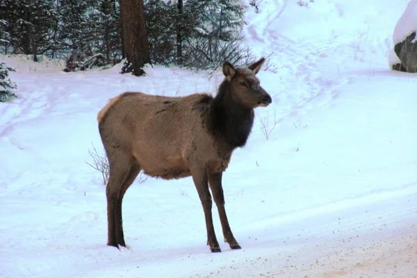 Caribou (elk) — Stock Photo, Image