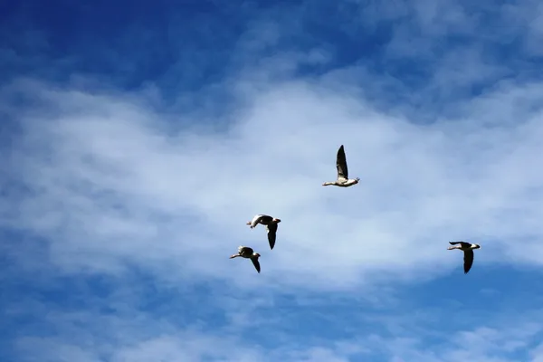 Fåglar i en blå himmel — Stockfoto