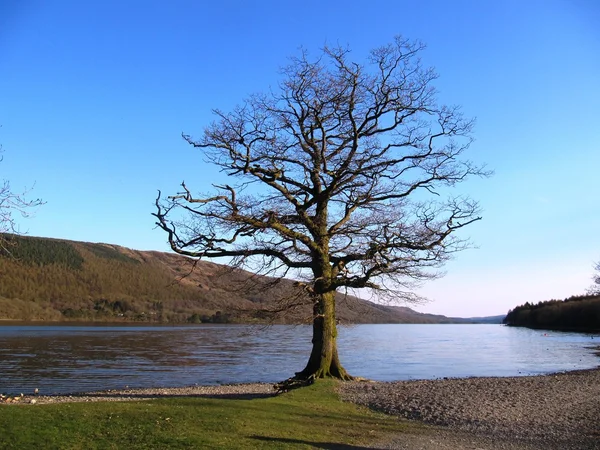 Árvore na borda de um lago — Fotografia de Stock