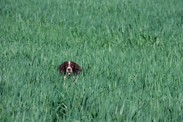 Working English Springer Spaniel in a field — Stock Photo, Image