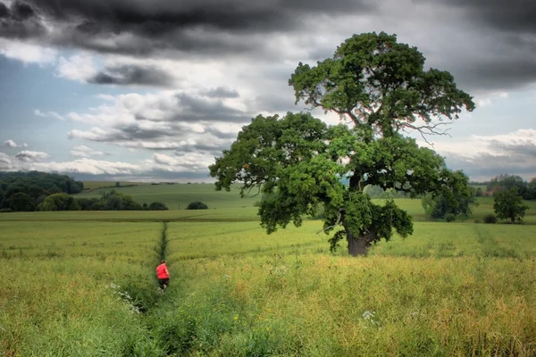 Bir alanı ağacında — Stok fotoğraf