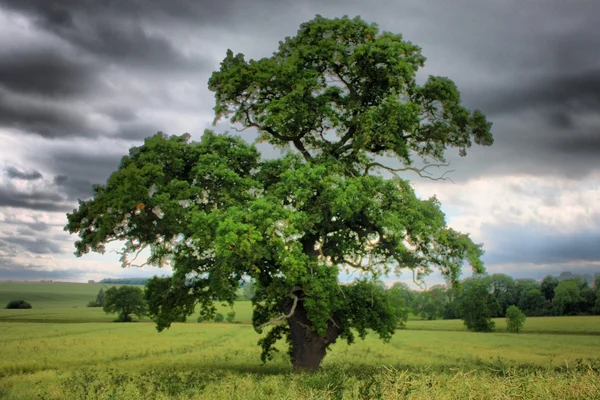 Träd i ett fält — Stockfoto