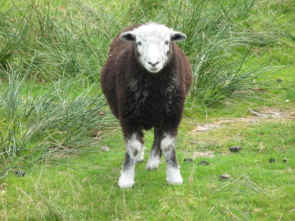 Позирующая овца — стоковое фото