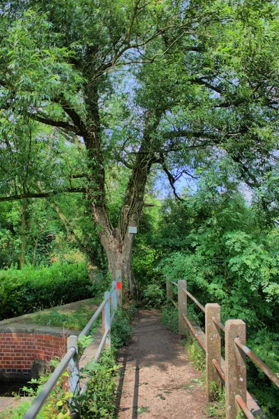 Мост под деревьями — стоковое фото