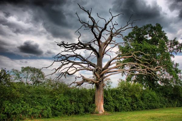 Huysuz bir gökyüzünün altında ölü ağaçlar — Stok fotoğraf
