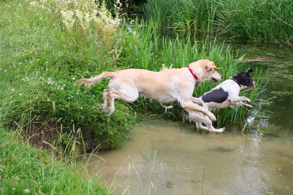 Engelse springerspaniël & Golden Retriever springen in een rivier — Stockfoto