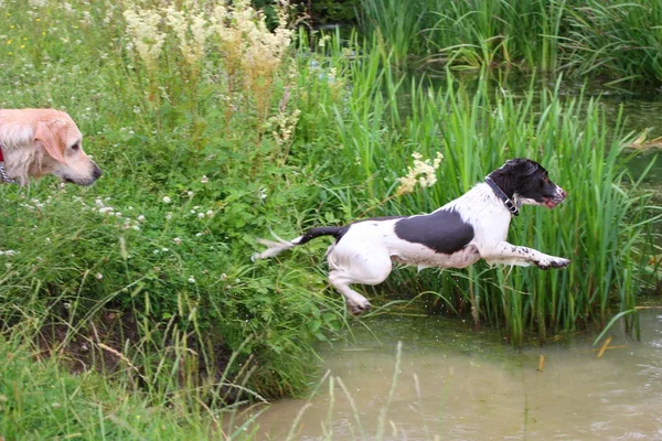 Fungerande engelsk springer spaniel hoppa i vatten — Stockfoto