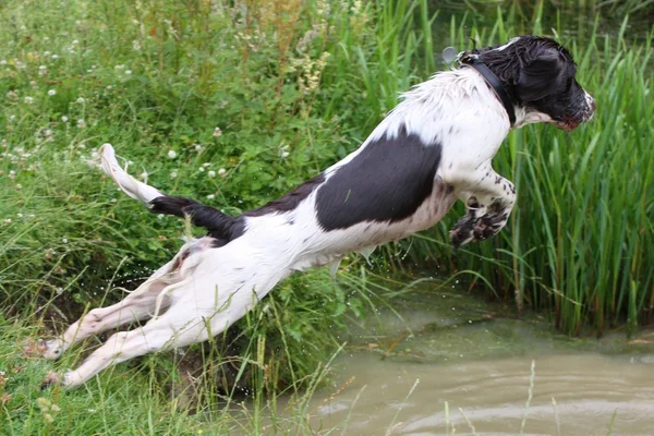 Working english springer spaniel jumping into water — Stock Photo, Image