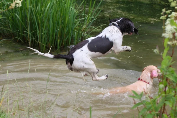 Trabajando inglés springer spaniel saltar en el agua —  Fotos de Stock