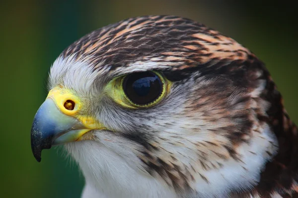 Hawk, close-up — Stock Photo, Image