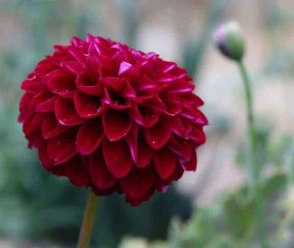 Flowering red Dahlia — Stock Photo, Image
