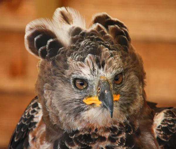 Águila coronada africana — Foto de Stock
