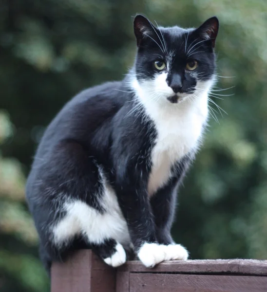 Carino gatto in bianco e nero — Foto Stock