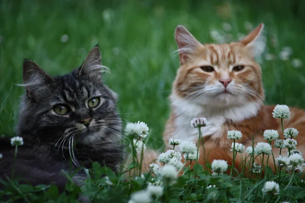 uzun saçlı tekir ve zencefil yavru kedi