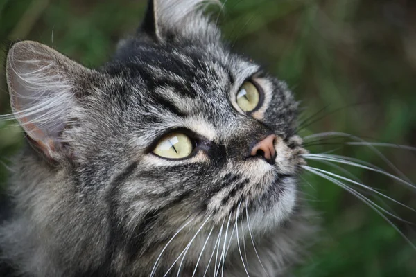 Мила довгошерста таббі кішка — стокове фото