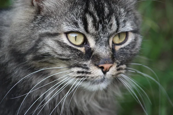 Lindo pelo largo tabby gato — Foto de Stock