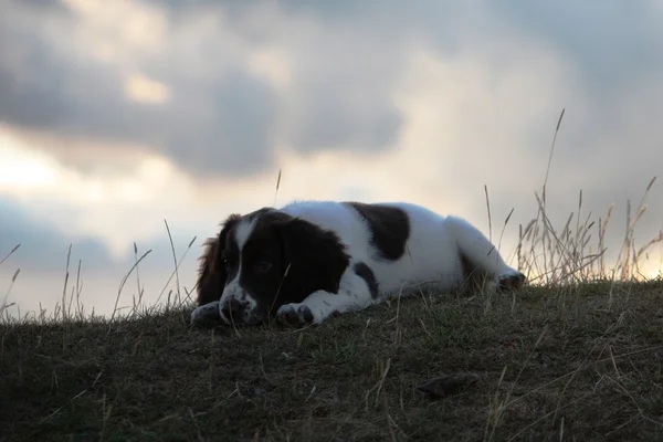 工作英国史宾格犬躺 — 图库照片