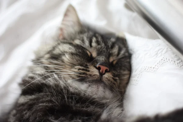 Симпатичный длинноволосый кот — стоковое фото