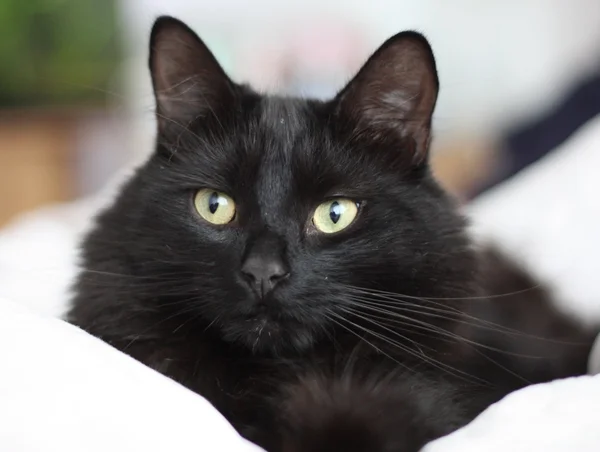 Schattig zwart kat — Stockfoto