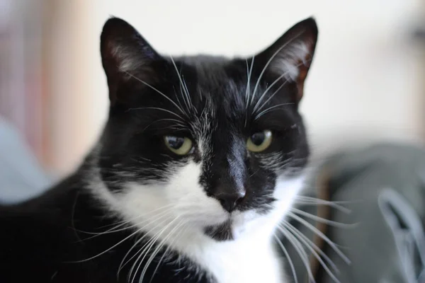 En söt svart och vit katt — Stockfoto