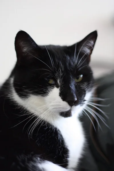 Schattige zwart-witte kat — Stockfoto