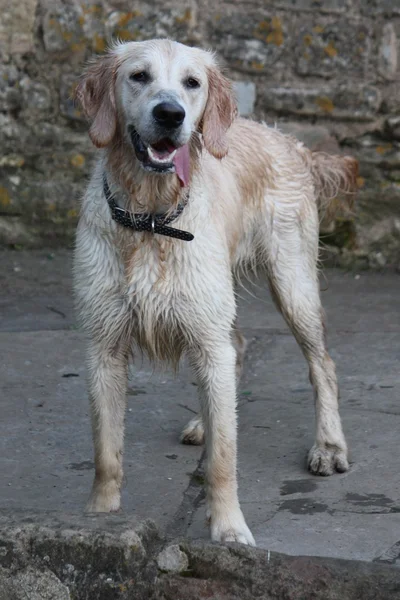 湿的金毛猎犬 — 图库照片