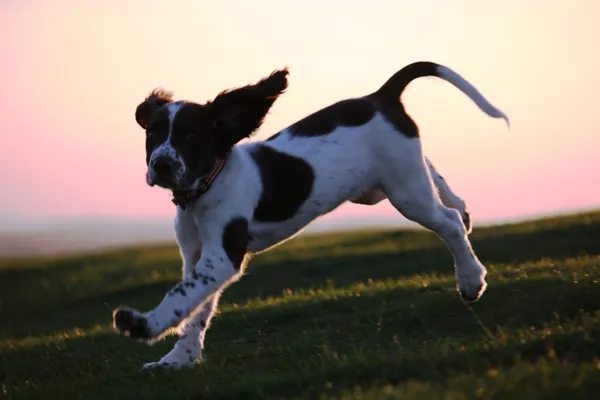 Working English Springer Spaniel Puppy Running at dusk — Stock Photo, Image