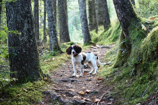 A working english springer spaniel on a woodland trail — Stock Photo, Image