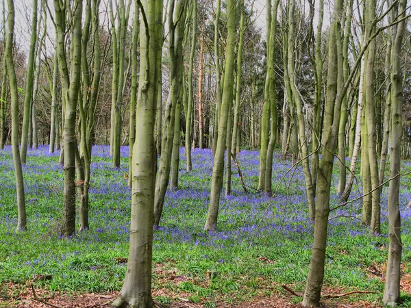 Campanas azules en un bosque — Foto de Stock