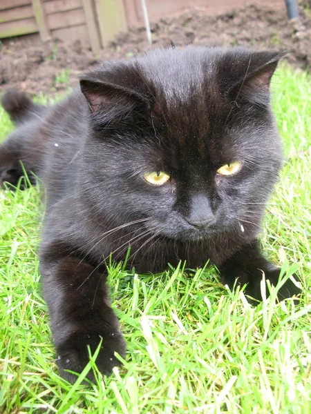 귀여운 검은 고양이 — 스톡 사진