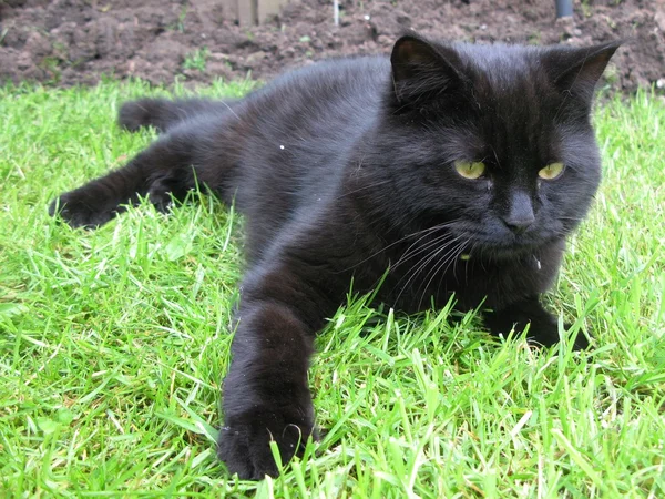 귀여운 검은 고양이 — 스톡 사진