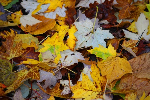 Yellow Maple leaves — Stock Photo, Image