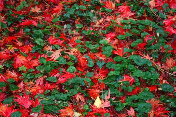 Red Maple leaves — Stock Photo, Image