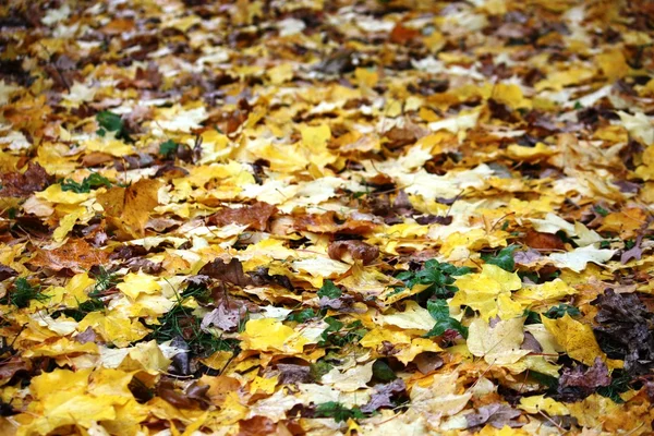Yellow Maple leaves — Stock Photo, Image