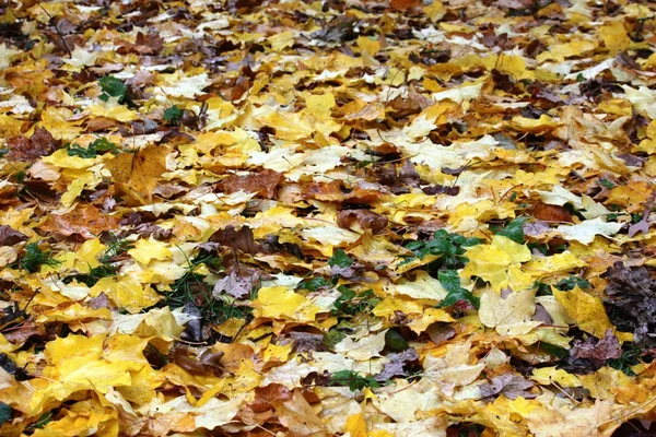 黄色のカエデの葉 — ストック写真