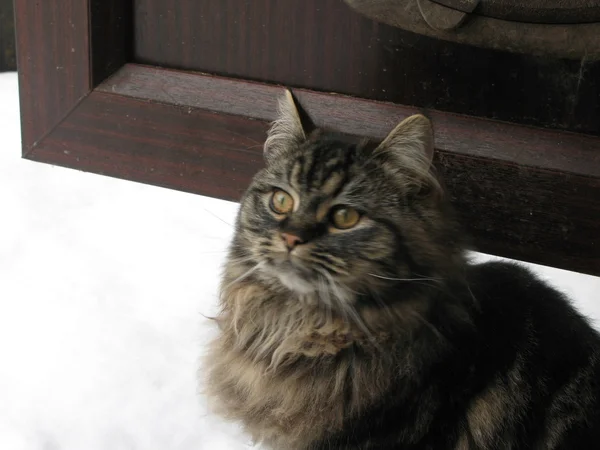 雪の中でかわいいのぶち猫 — ストック写真