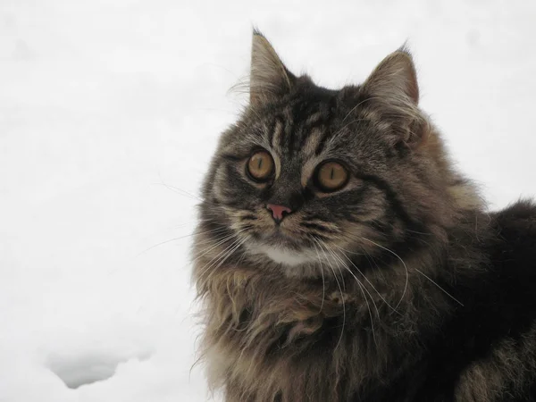 Niedliche gestromte Katze im Schnee — Stockfoto