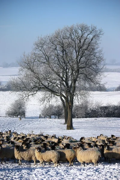 Овцы под деревом — стоковое фото