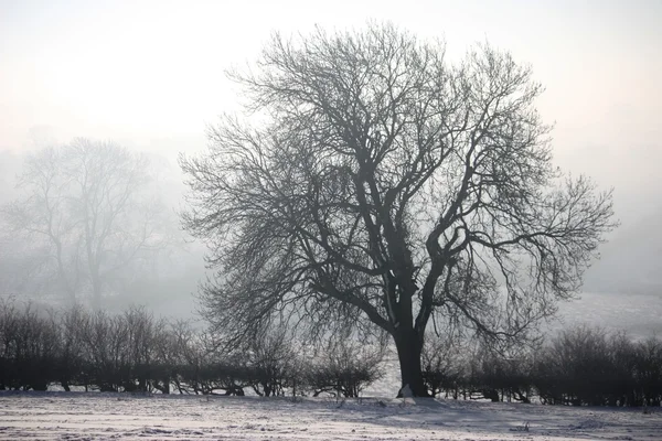 Baum in einem nebligen Feld — Stockfoto