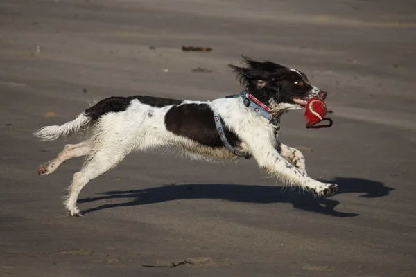 İngiliz Springer Spaniel plajda koşuyor. — Stok fotoğraf