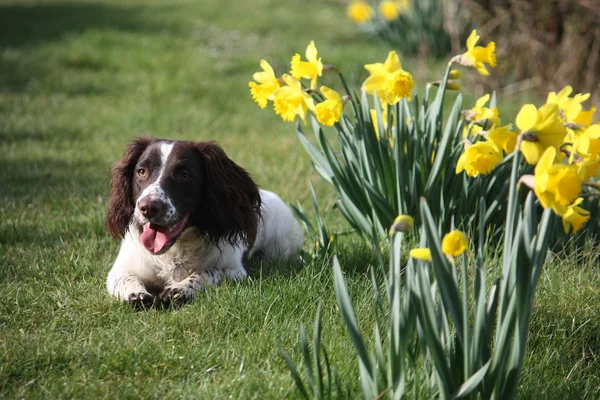Working English Springer Spaniel with flowers — Stock Photo, Image