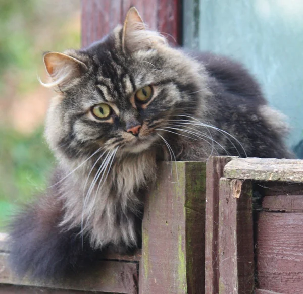 Long Haired Tabby Cat — Stock Photo, Image