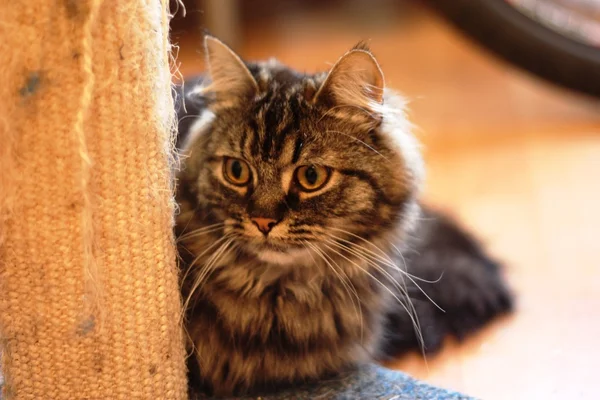Uzun saçlı tabby yavru kedi — Stok fotoğraf
