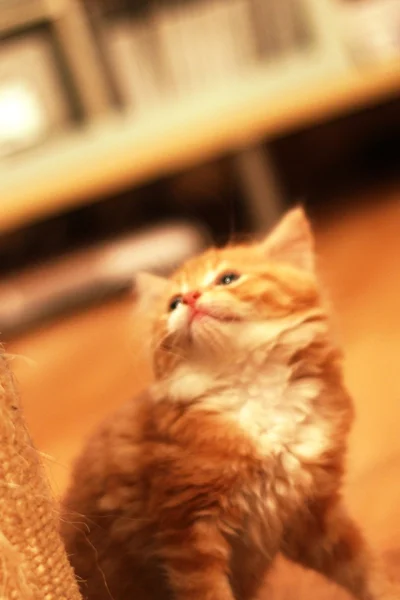 Zencefil tabby yavru kedi — Stok fotoğraf