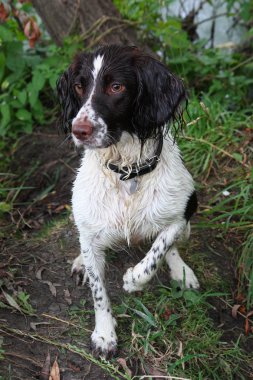 Wet working English Springer Spaniel clipart