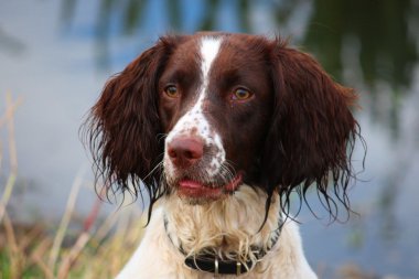 Islak çalışan İngiliz Springer Spaniel